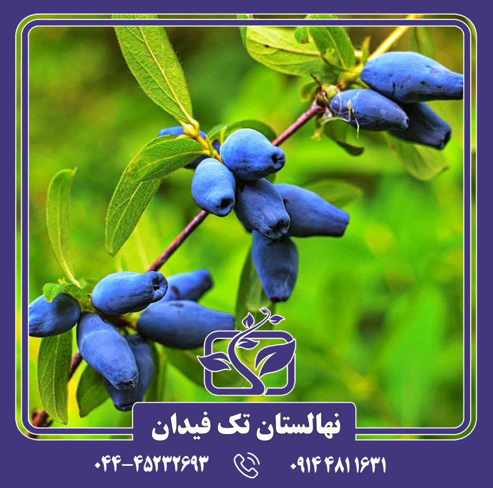 نهال هانی بری