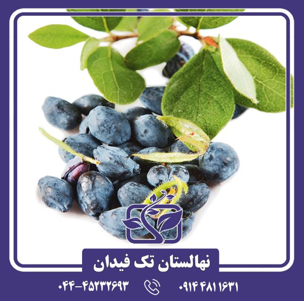 نهال هانی بری