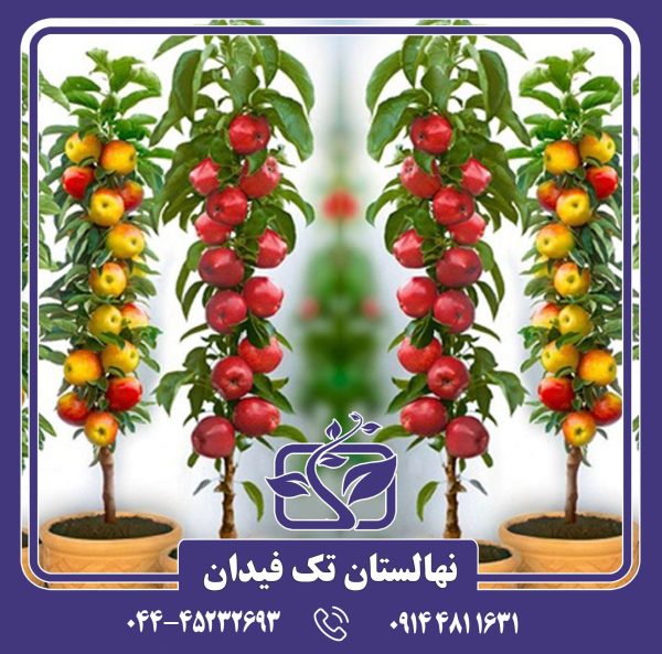 نهال پایه سیب مینی