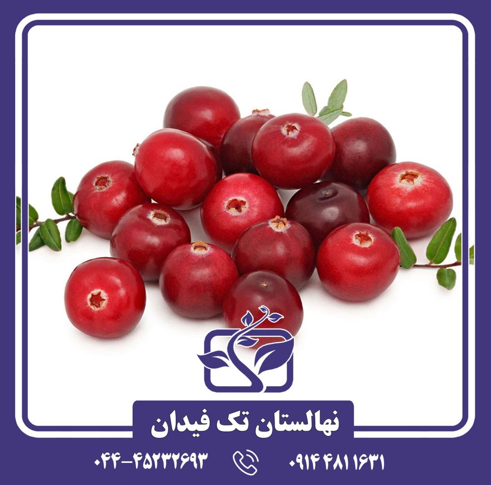 نهال کرنبری