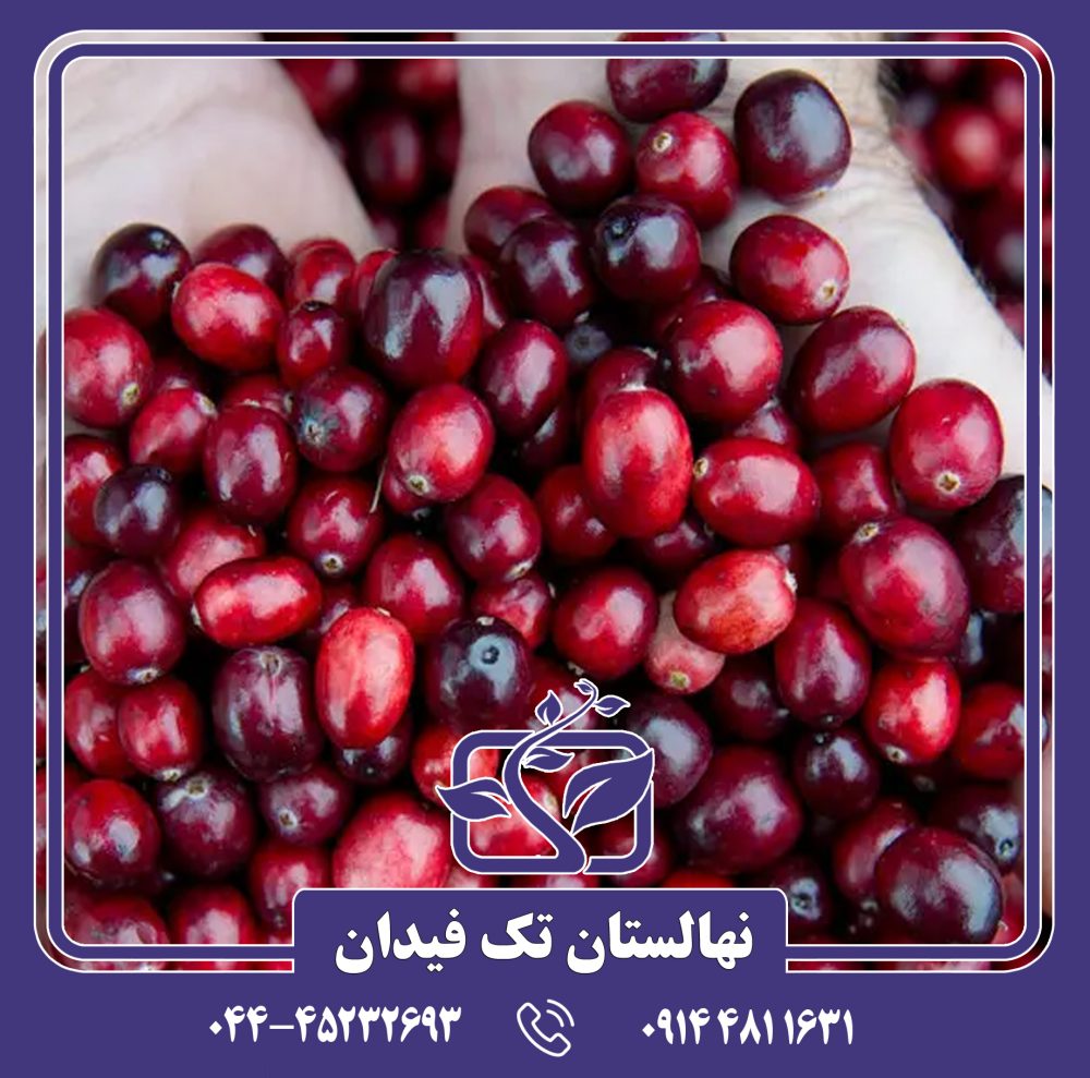 نهال کرنبری