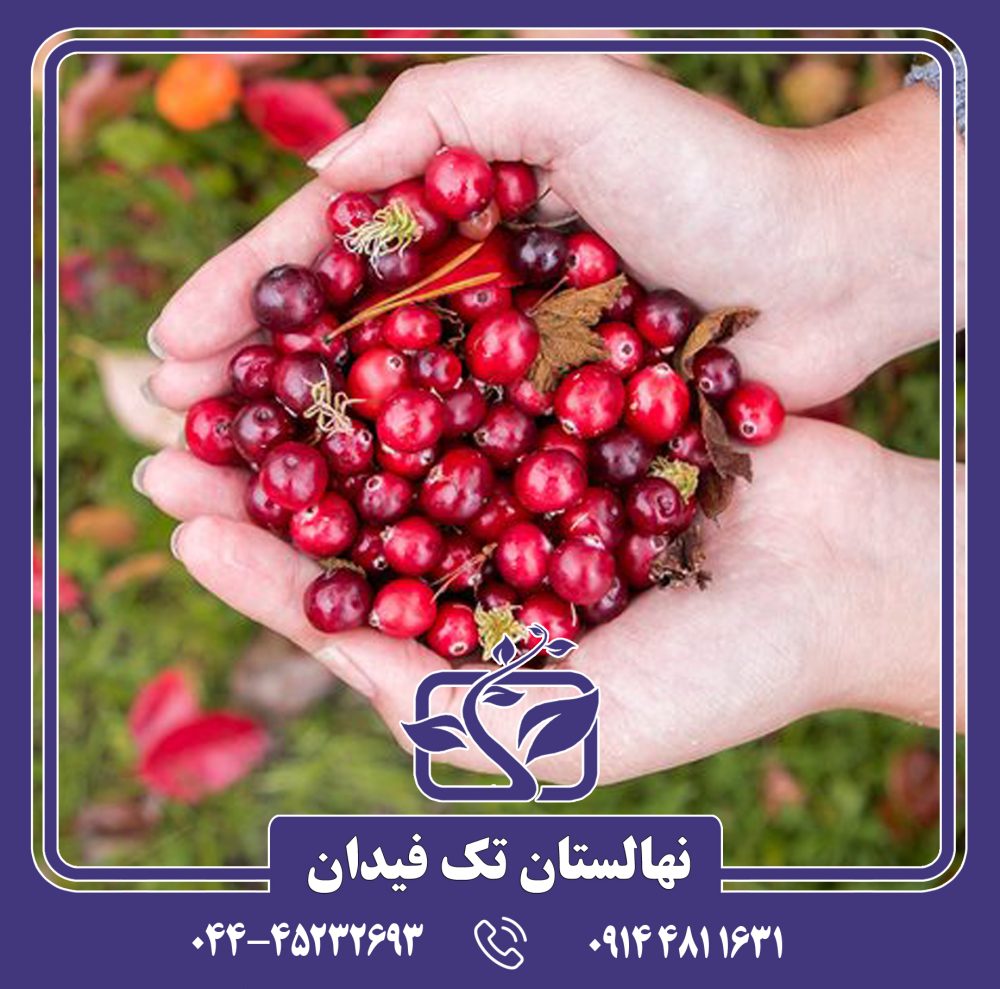 نهال کرنبری