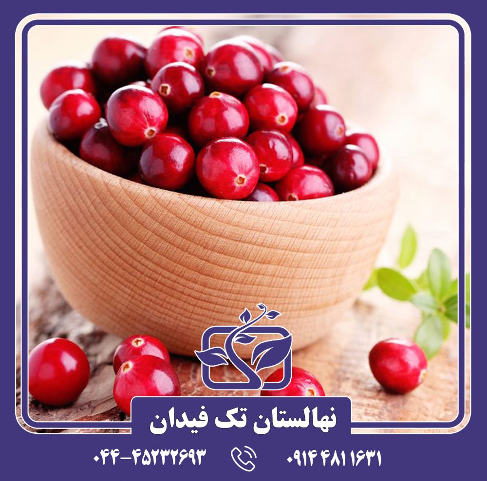 نهال کرنبری