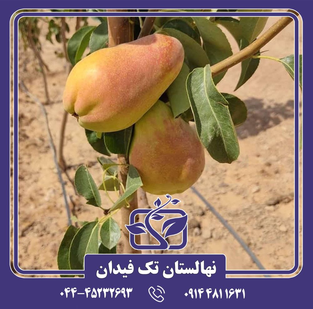 نهال گلابی آباته فتل