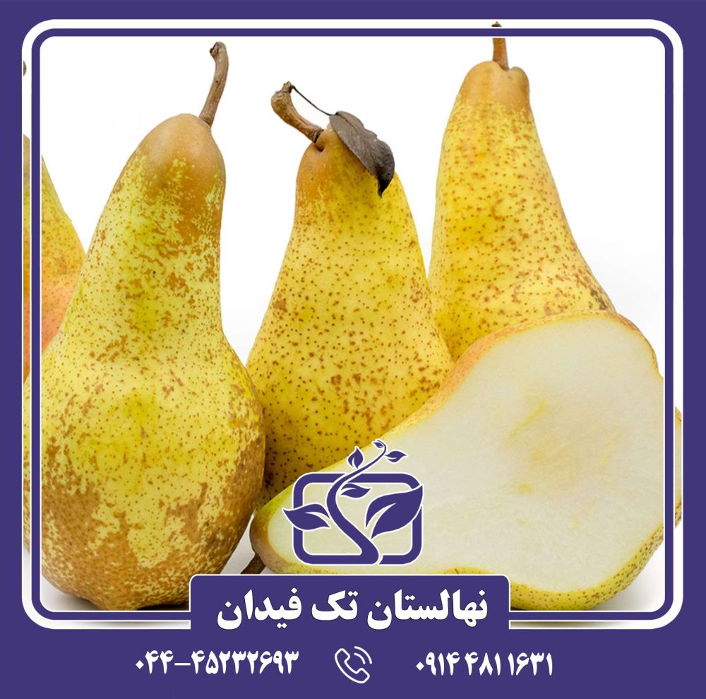 نهال گلابی آباته فتل