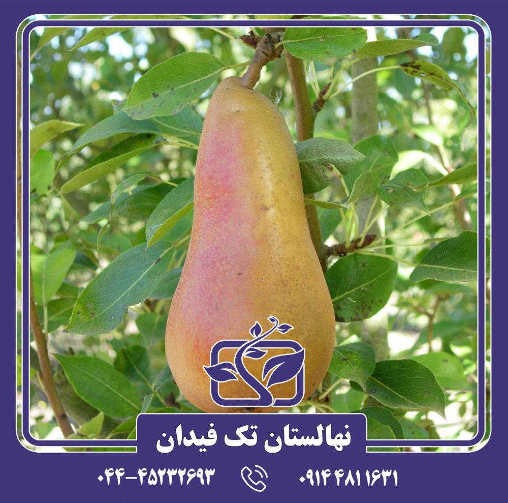 نهال گلابی آباته فتل