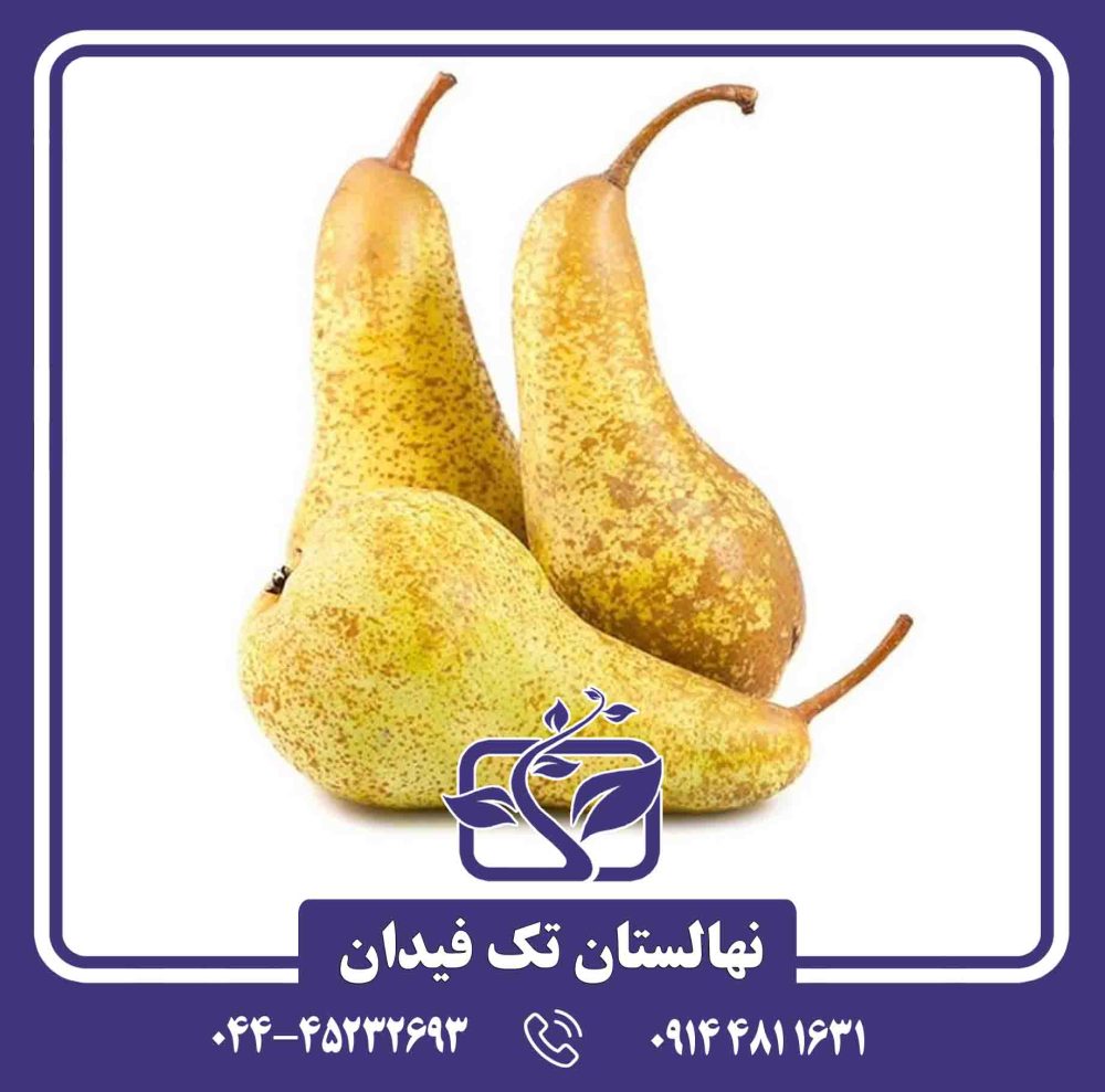 نهال گلابی آباته فتل