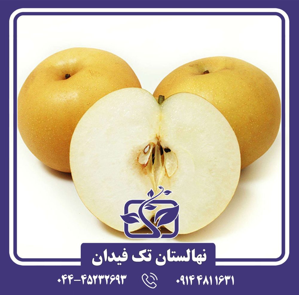 نهال گلابی آسیایی شینگو