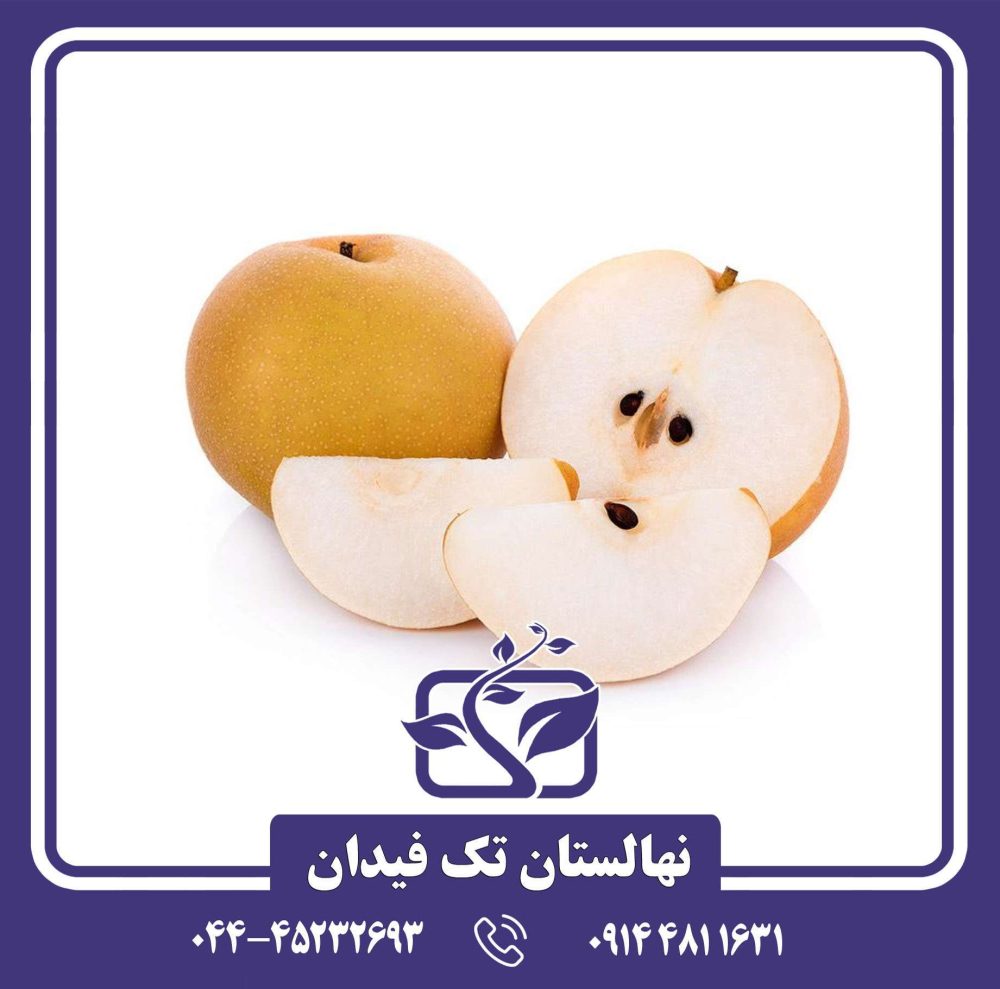 نهال گلابی آسیایی شینگو