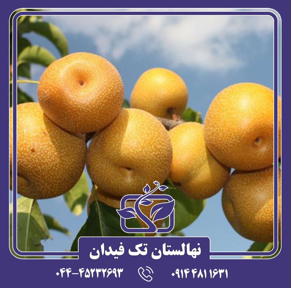 نهال گلابی آسیایی شینگو