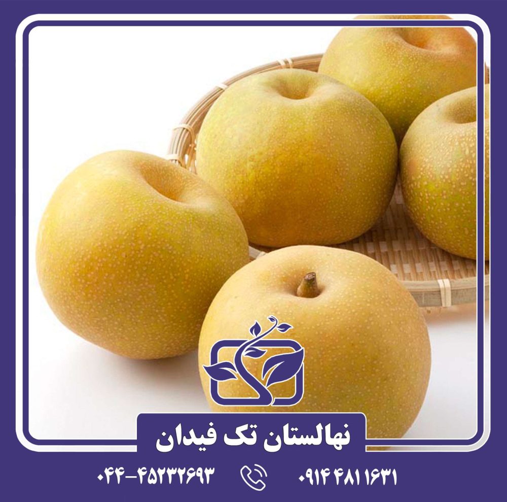 نهال گلابی آسیایی شینگو