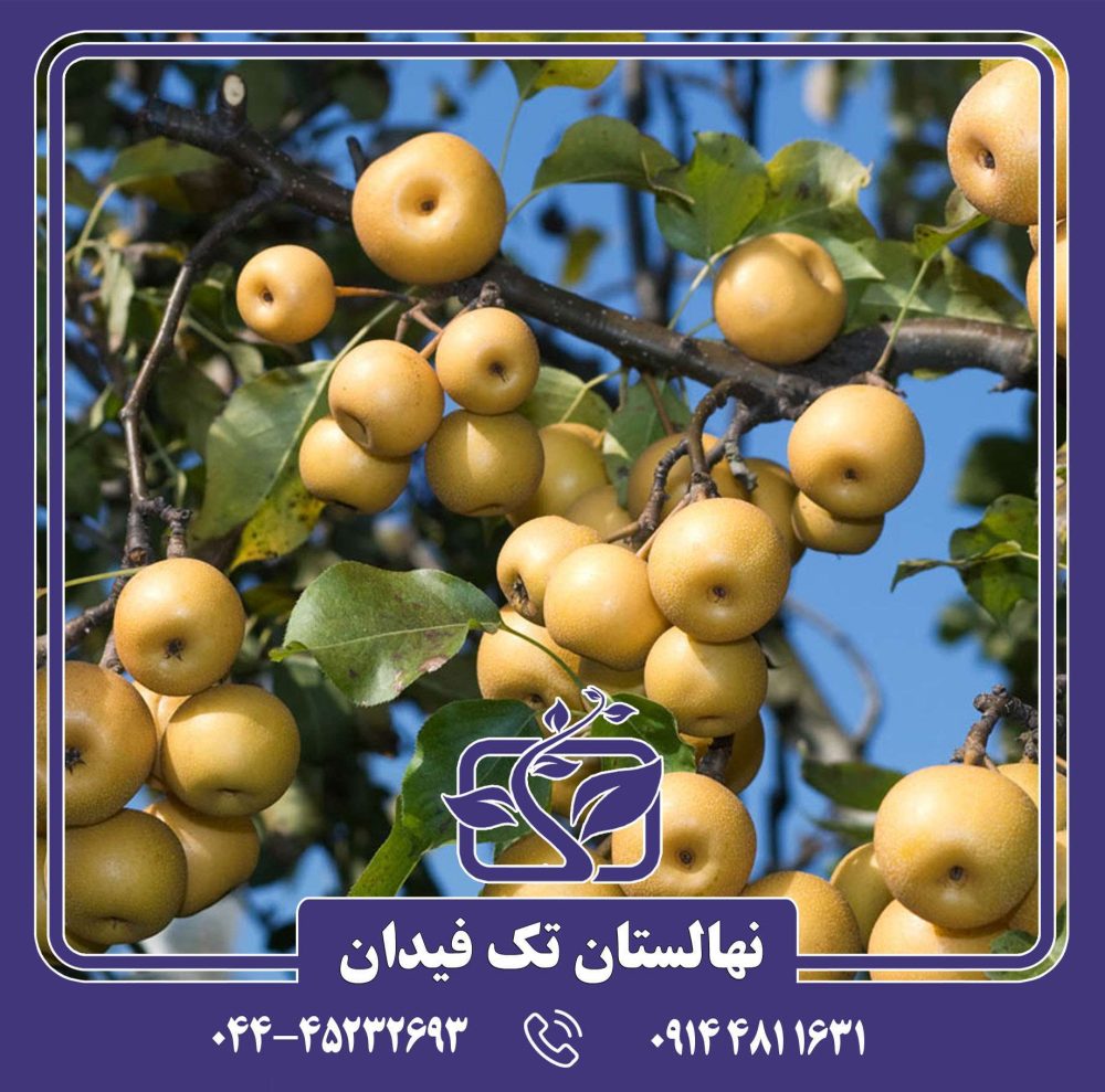 نهال گلابی آسیایی هوسوی