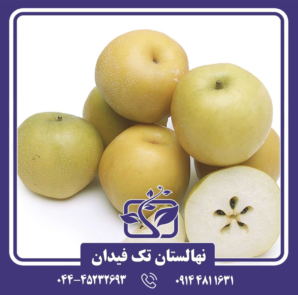 نهال گلابی آسیایی هوسوی