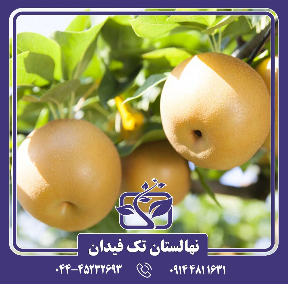 نهال گلابی آسیایی هوسوی