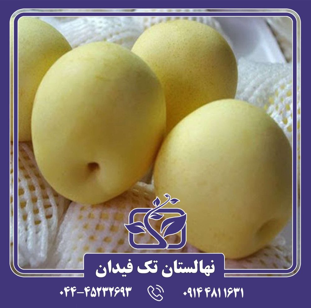 نهال گلابی آسیایی هوسوی