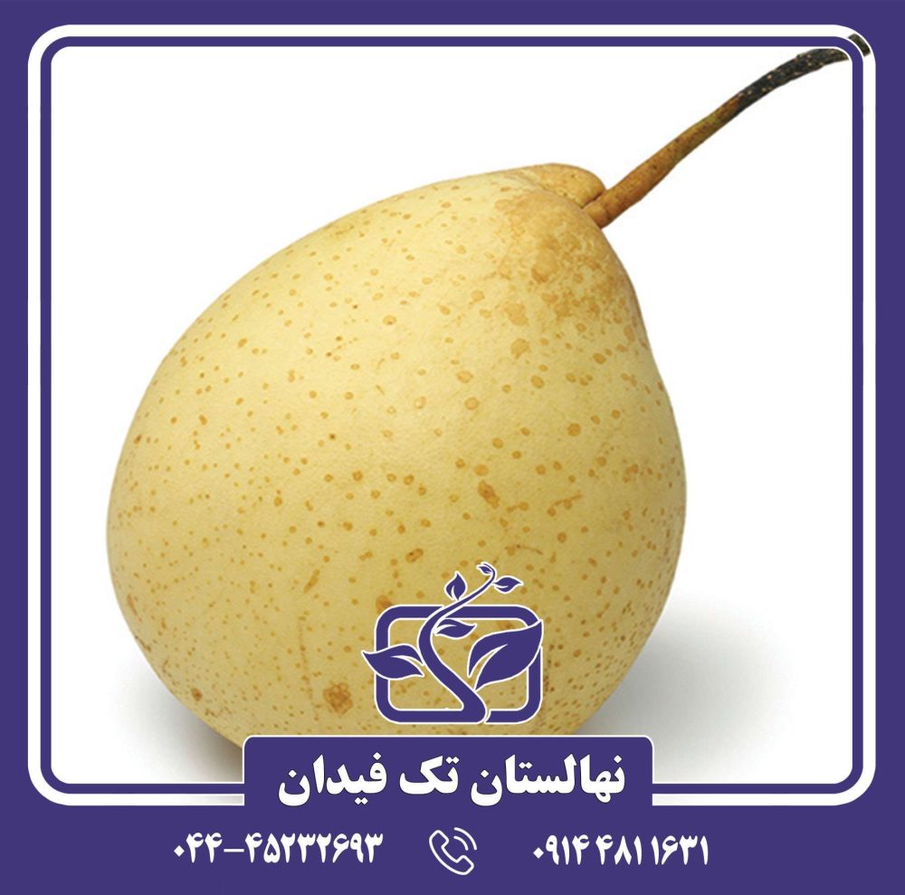 نهال گلابی آسیایی یالی