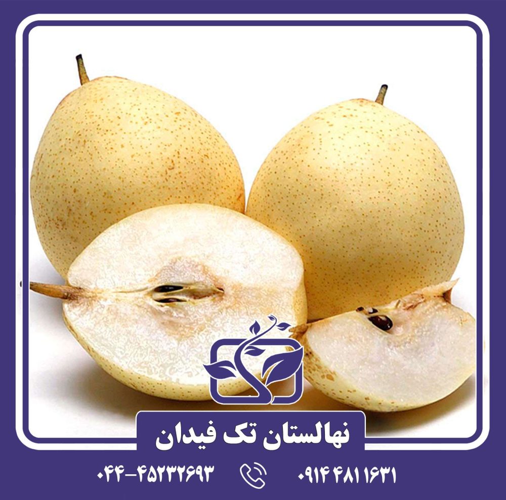 نهال گلابی آسیایی یالی