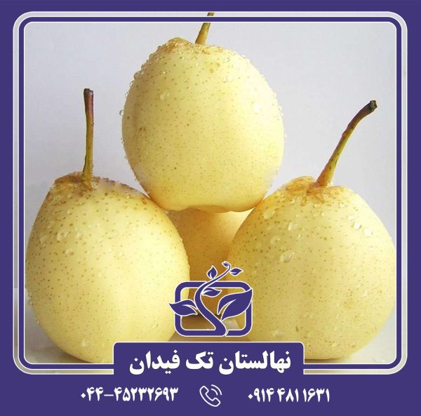 نهال گلابی آسیایی یالی