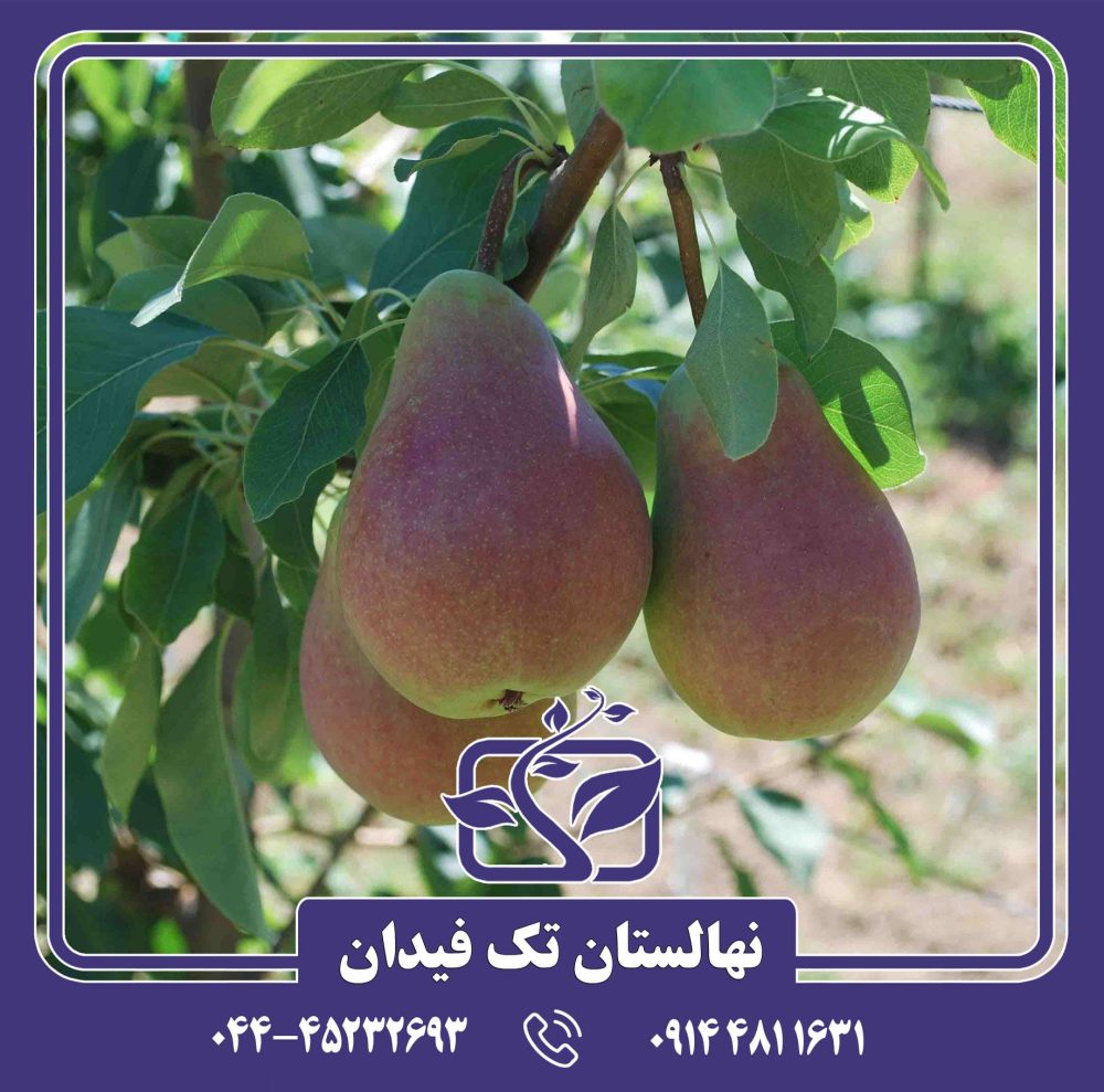 نهال گلابی اتروسکا