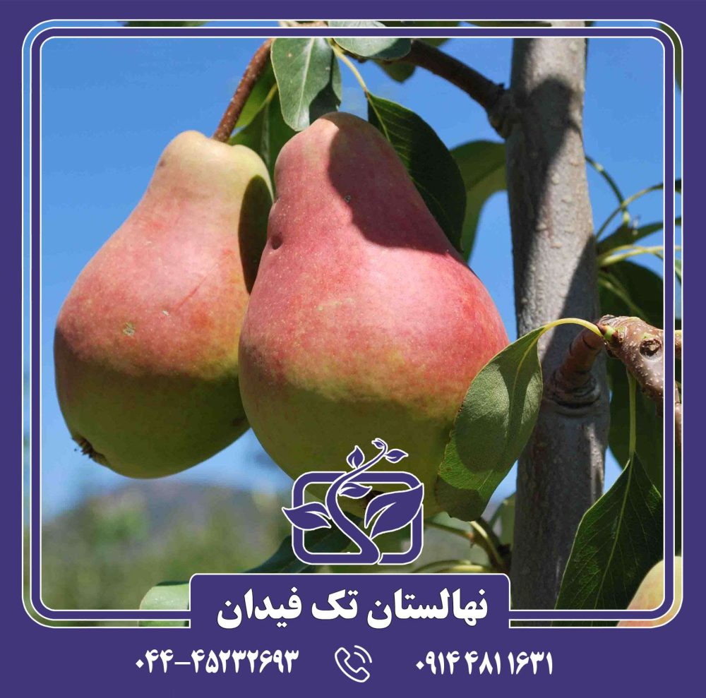 نهال گلابی اتروسکا