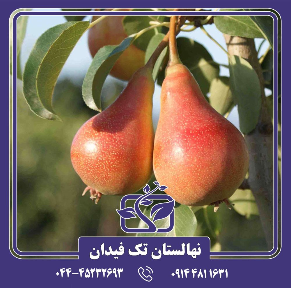 نهال گلابی اتروسکا