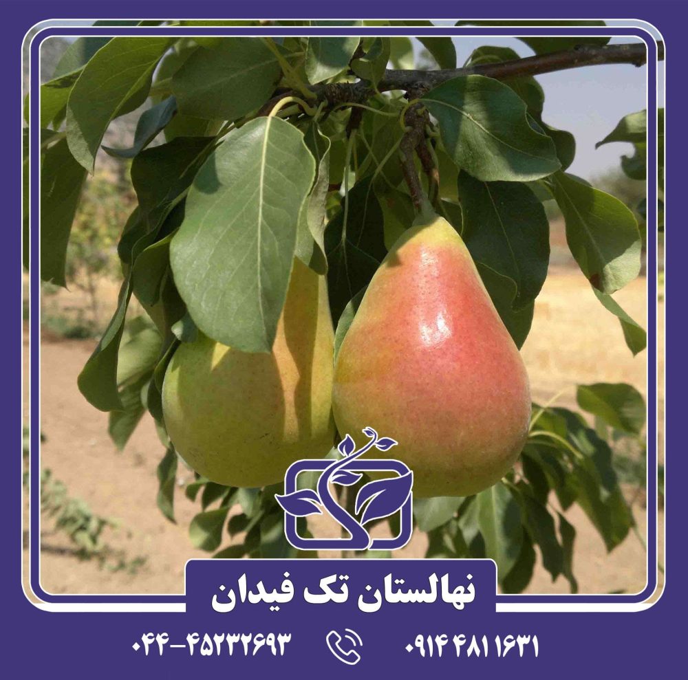 نهال گلابی اتروسکا