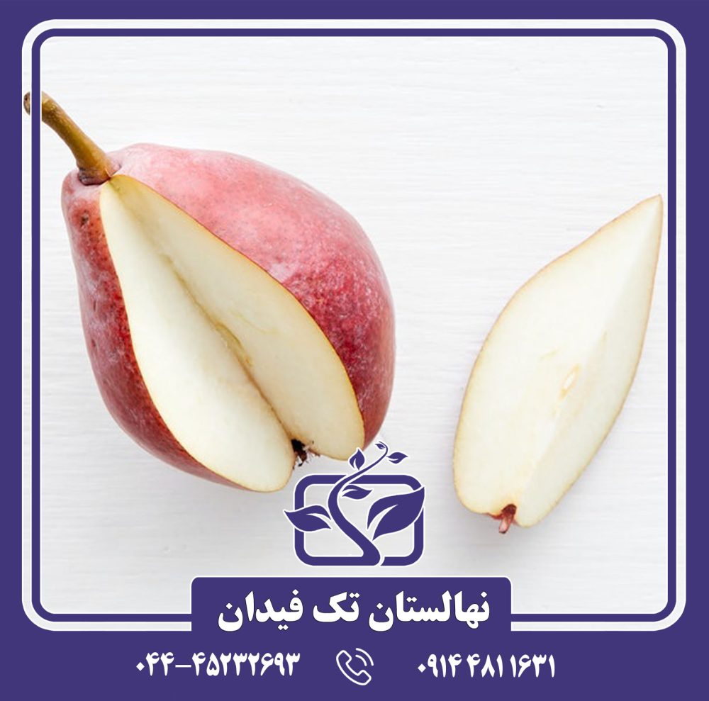 نهال گلابی استار کریمسون