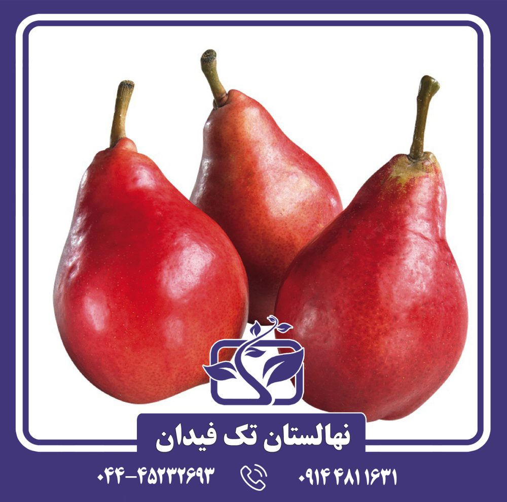 نهال گلابی استار کریمسون