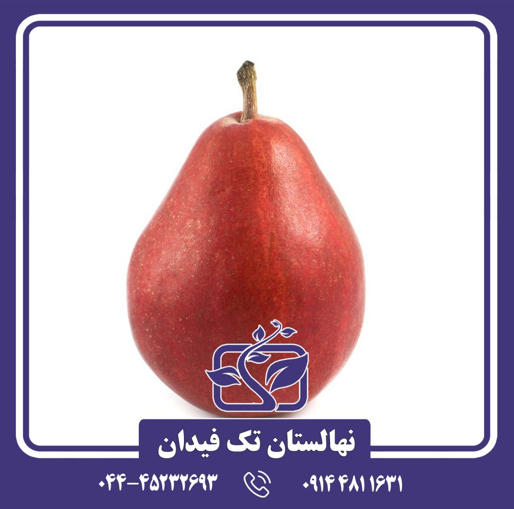 نهال گلابی استار کریمسون