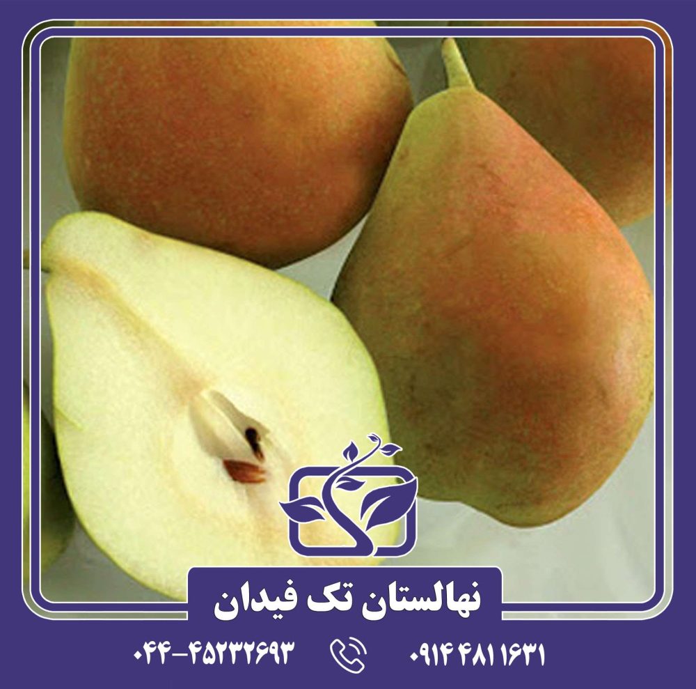 نهال گلابی اسپادونا