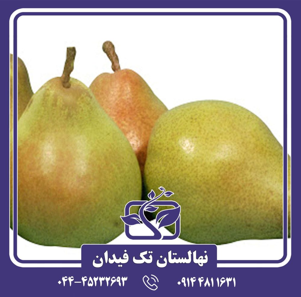 نهال گلابی اسپادونا