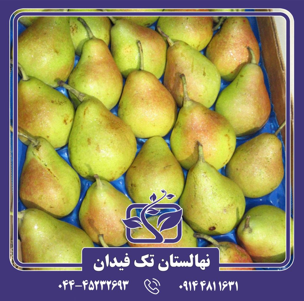نهال گلابی اسپادونا
