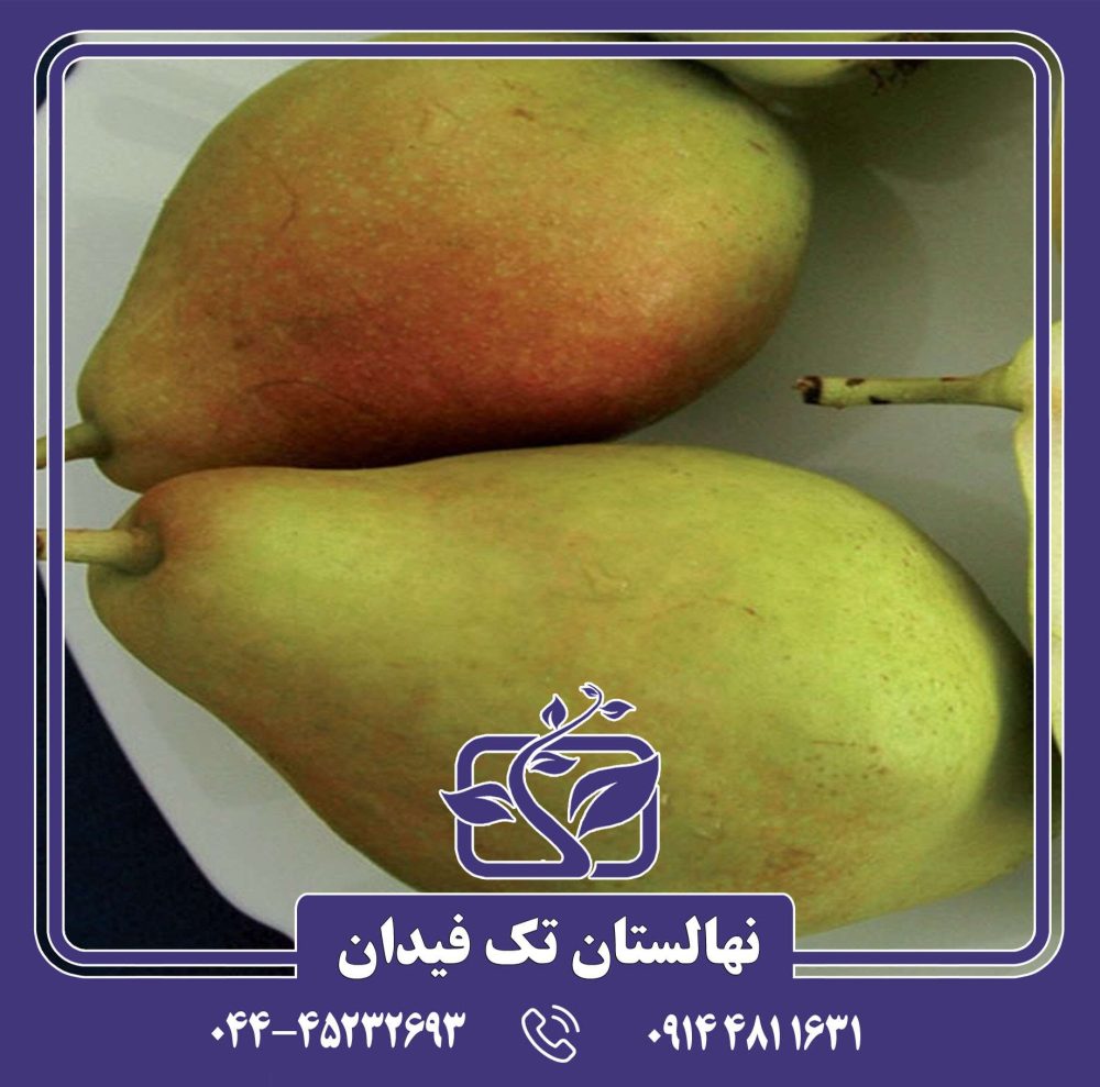 نهال گلابی اسپادونا