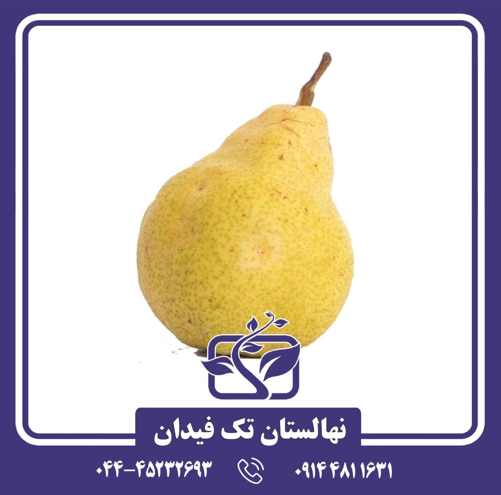 نهال گلابی بارتلت