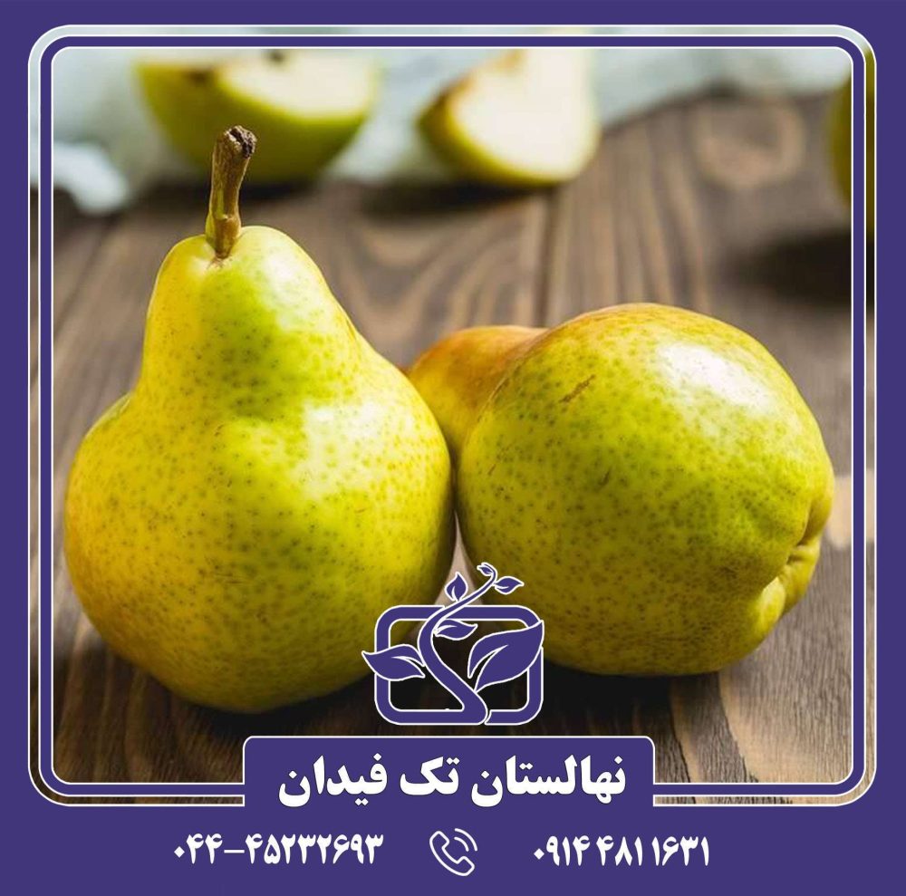 نهال گلابی بارتلت