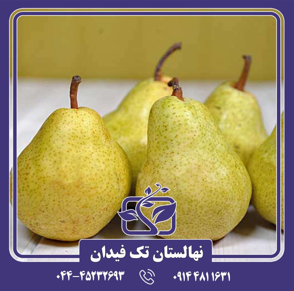 نهال گلابی بارتلت