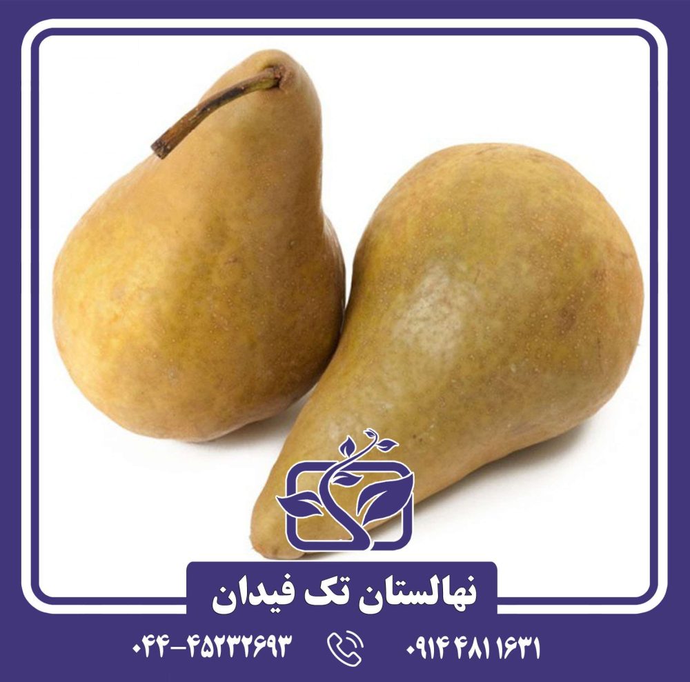 نهال گلابی باسک