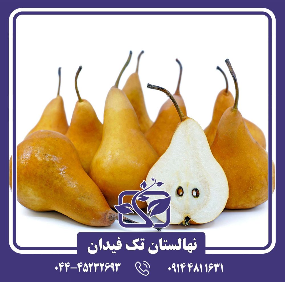 نهال گلابی باسک