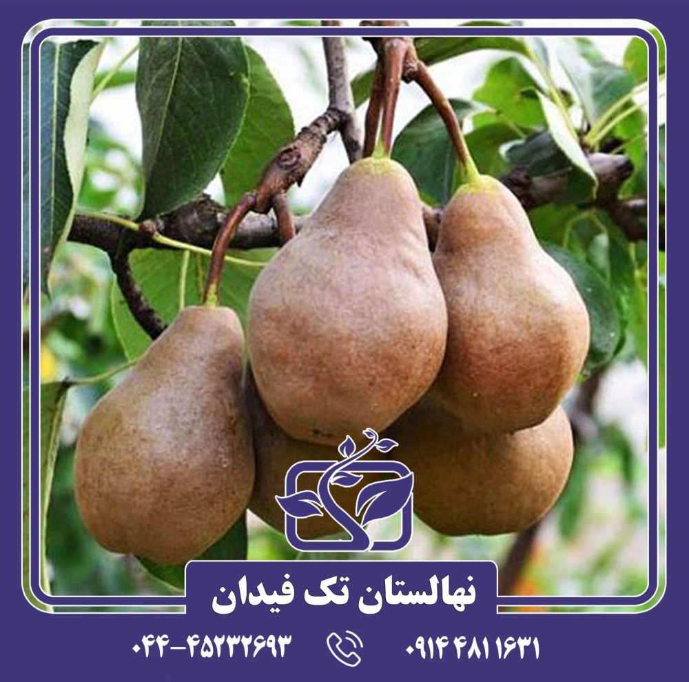 نهال گلابی باسک