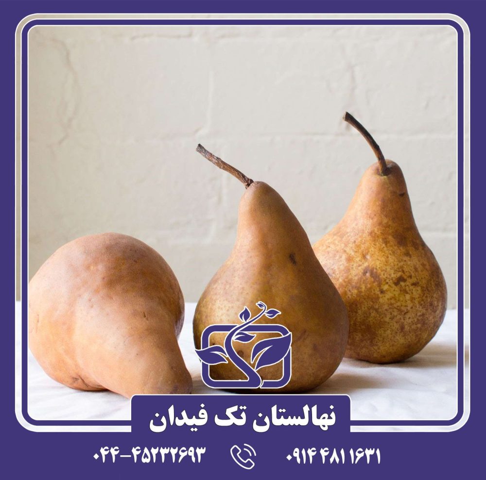 نهال گلابی باسک