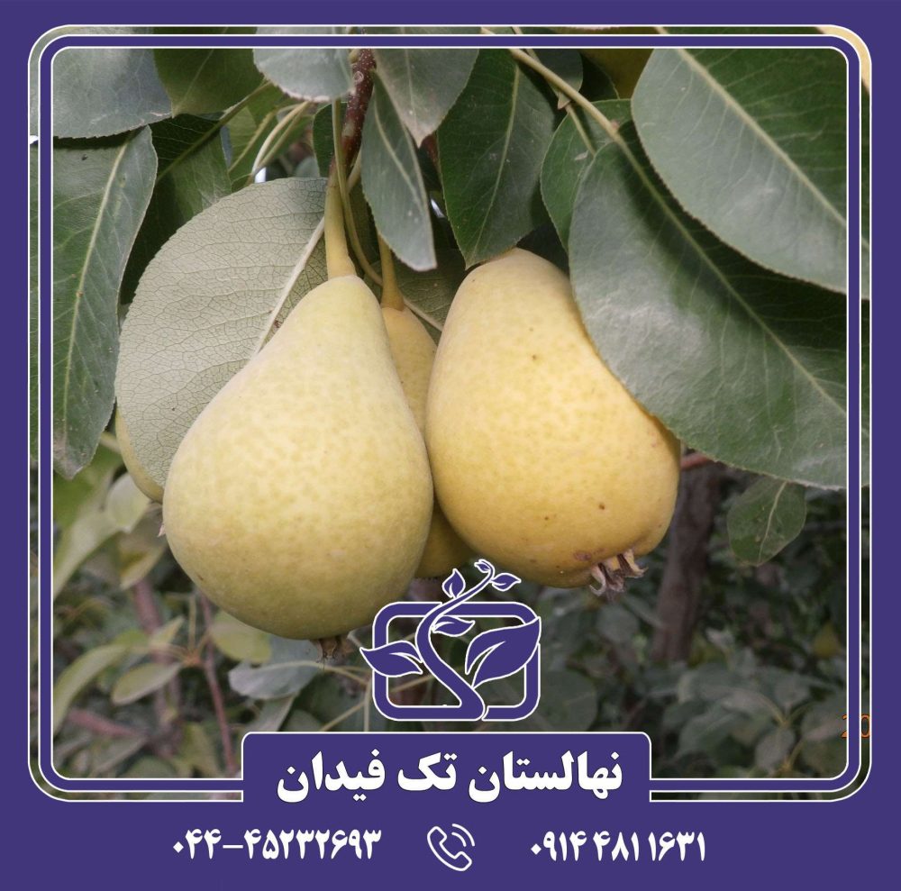 نهال گلابی بث