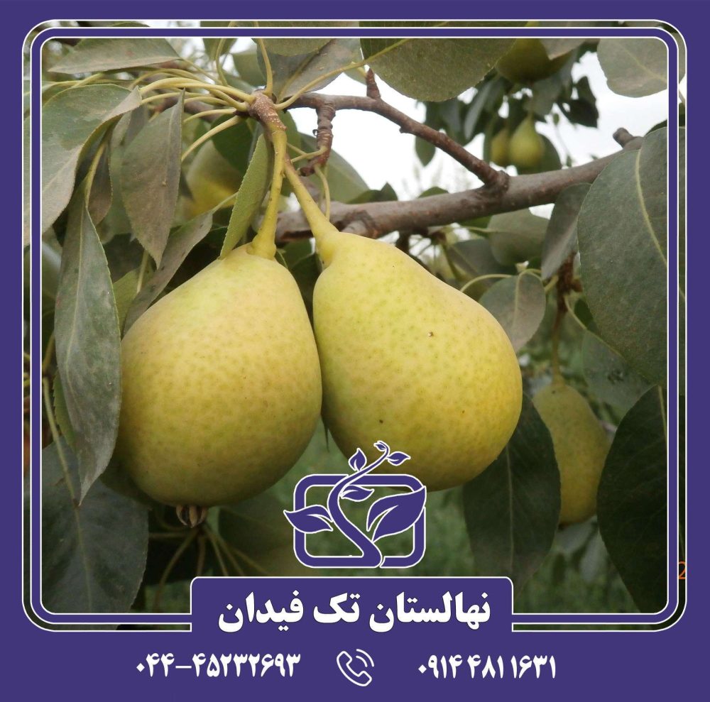 نهال گلابی بث