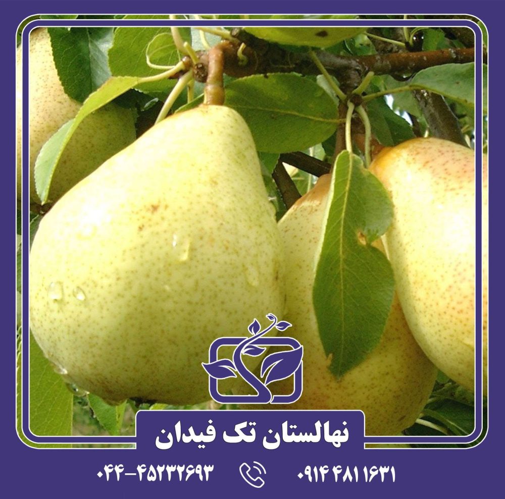 نهال گلابی بث