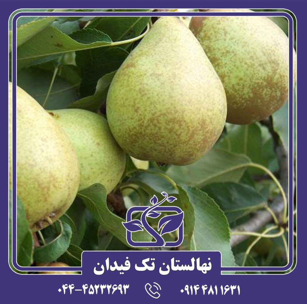 نهال گلابی بث