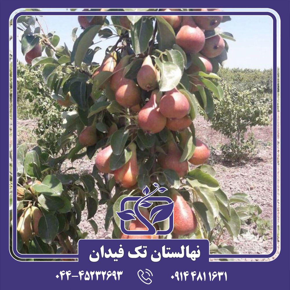 نهال گلابی بللا دی جونیو