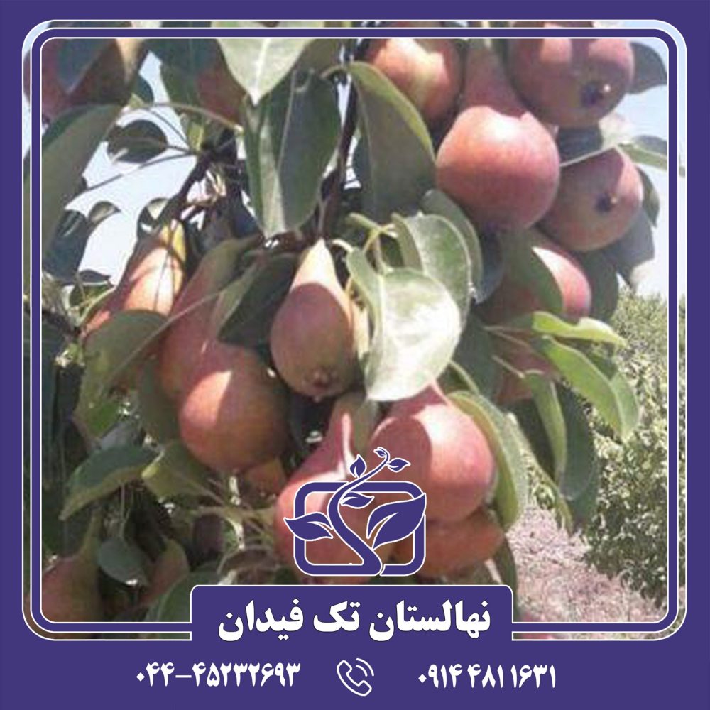 نهال گلابی بللا دی جونیو