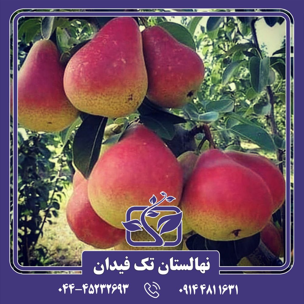 نهال گلابی بللا دی جونیو