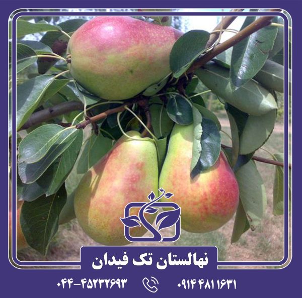 نهال گلابی بوتیرا پرکاش