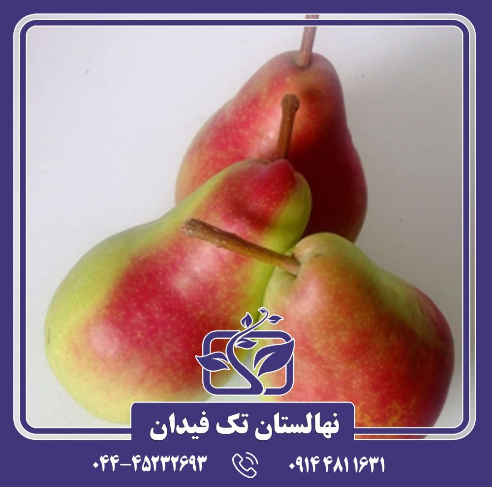 نهال گلابی بوتیرا پرکاش