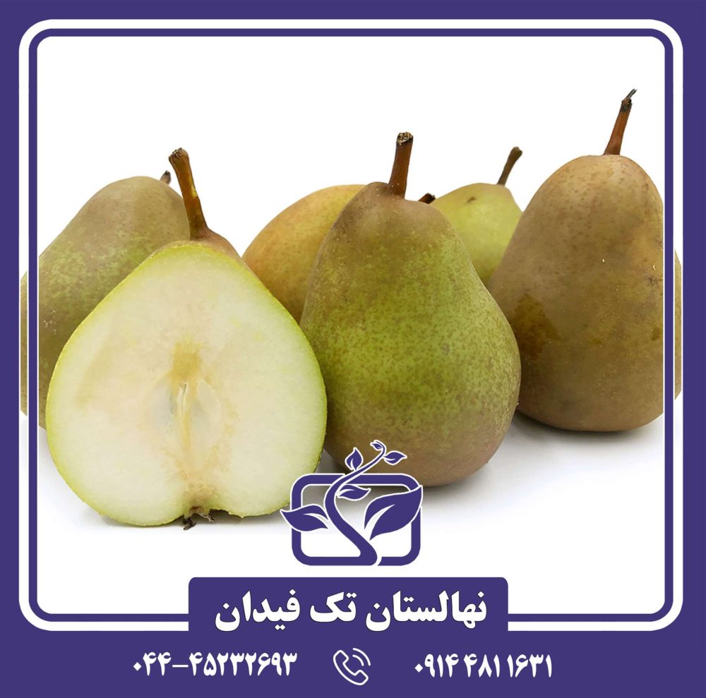 نهال گلابی بورهاردی